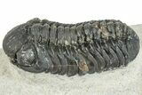 Bargain, Austerops Trilobite - Ofaten, Morocco #287568-2